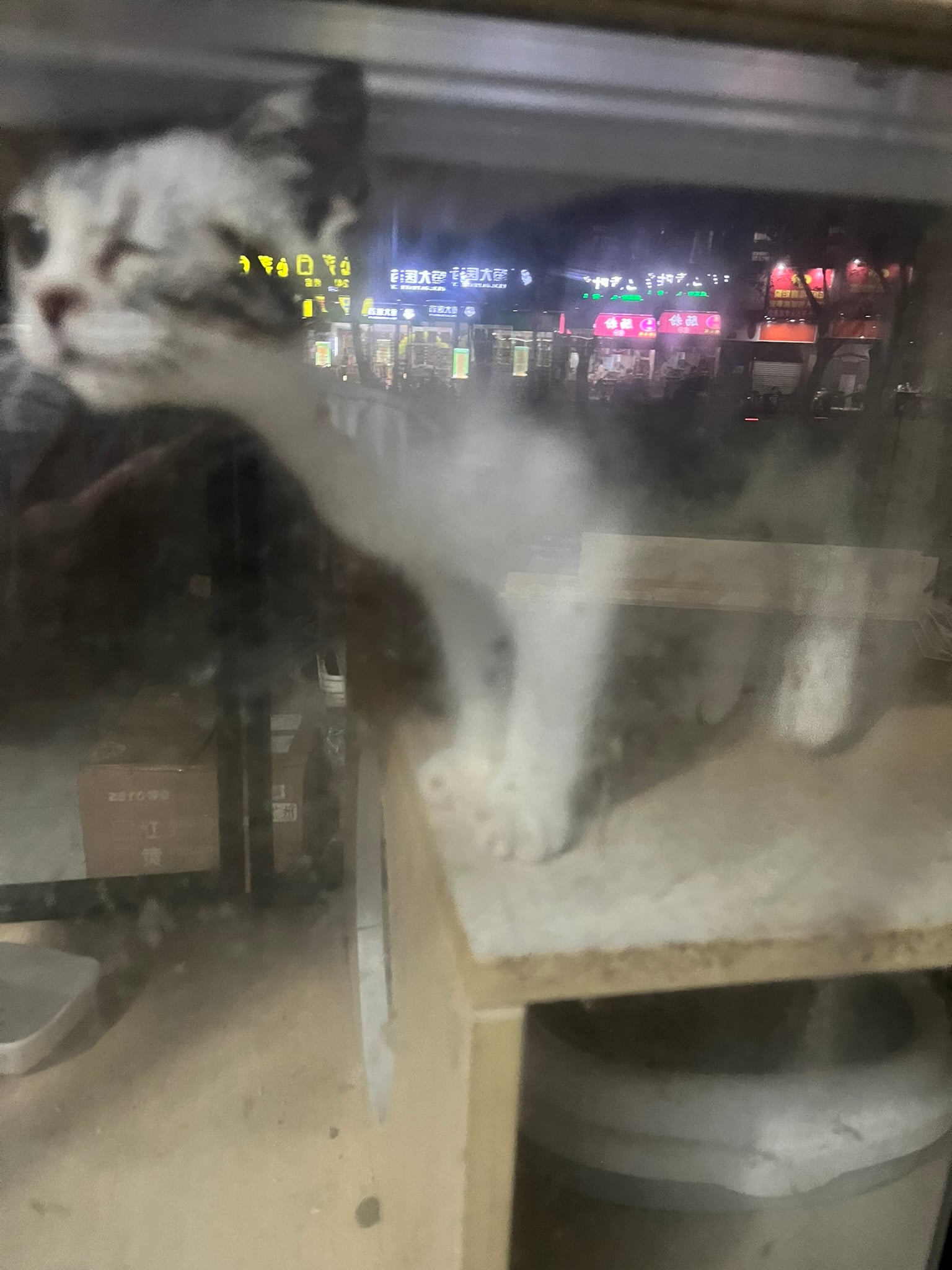 困在宠物店里的猫