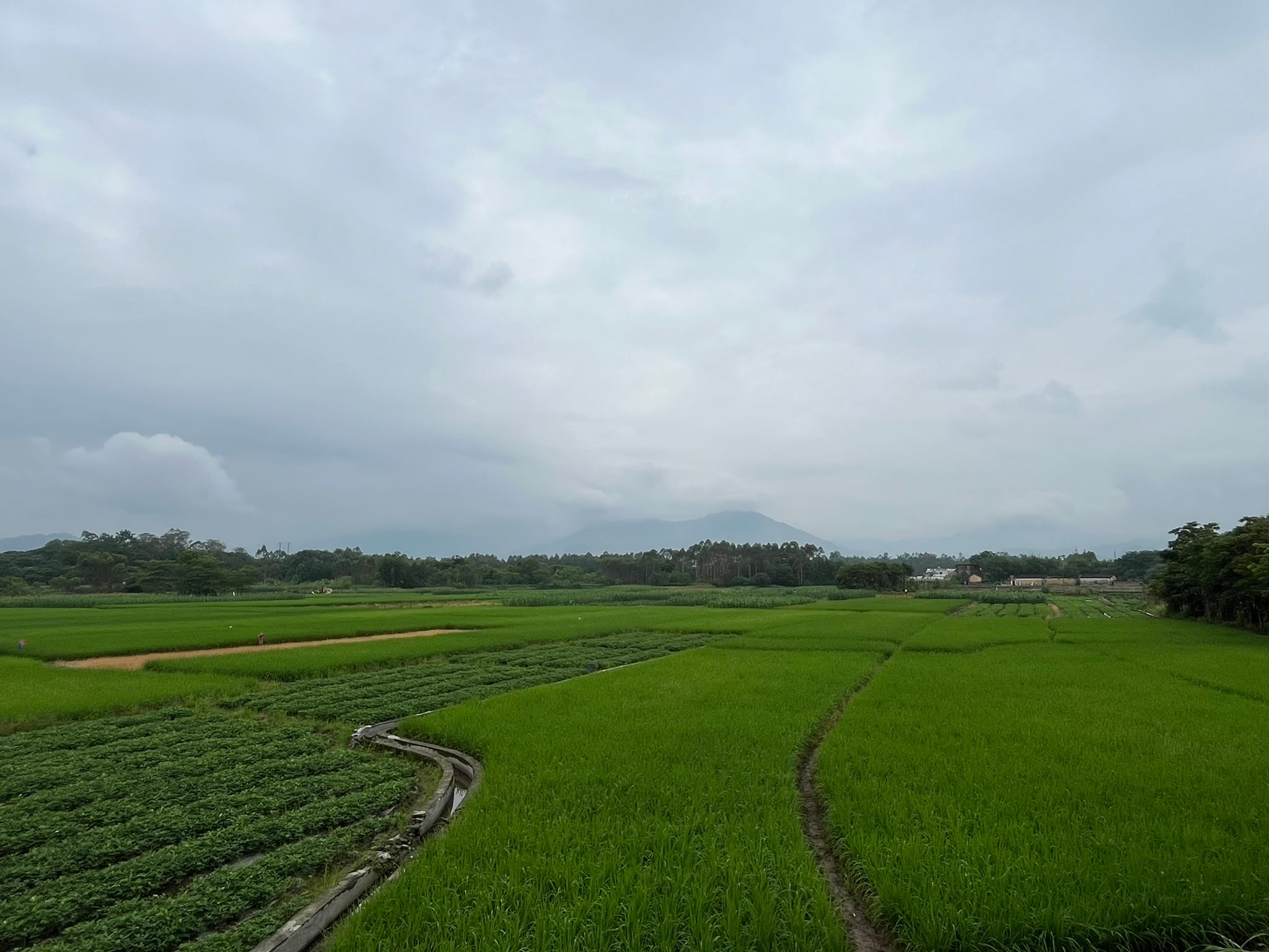 绿油油的稻田