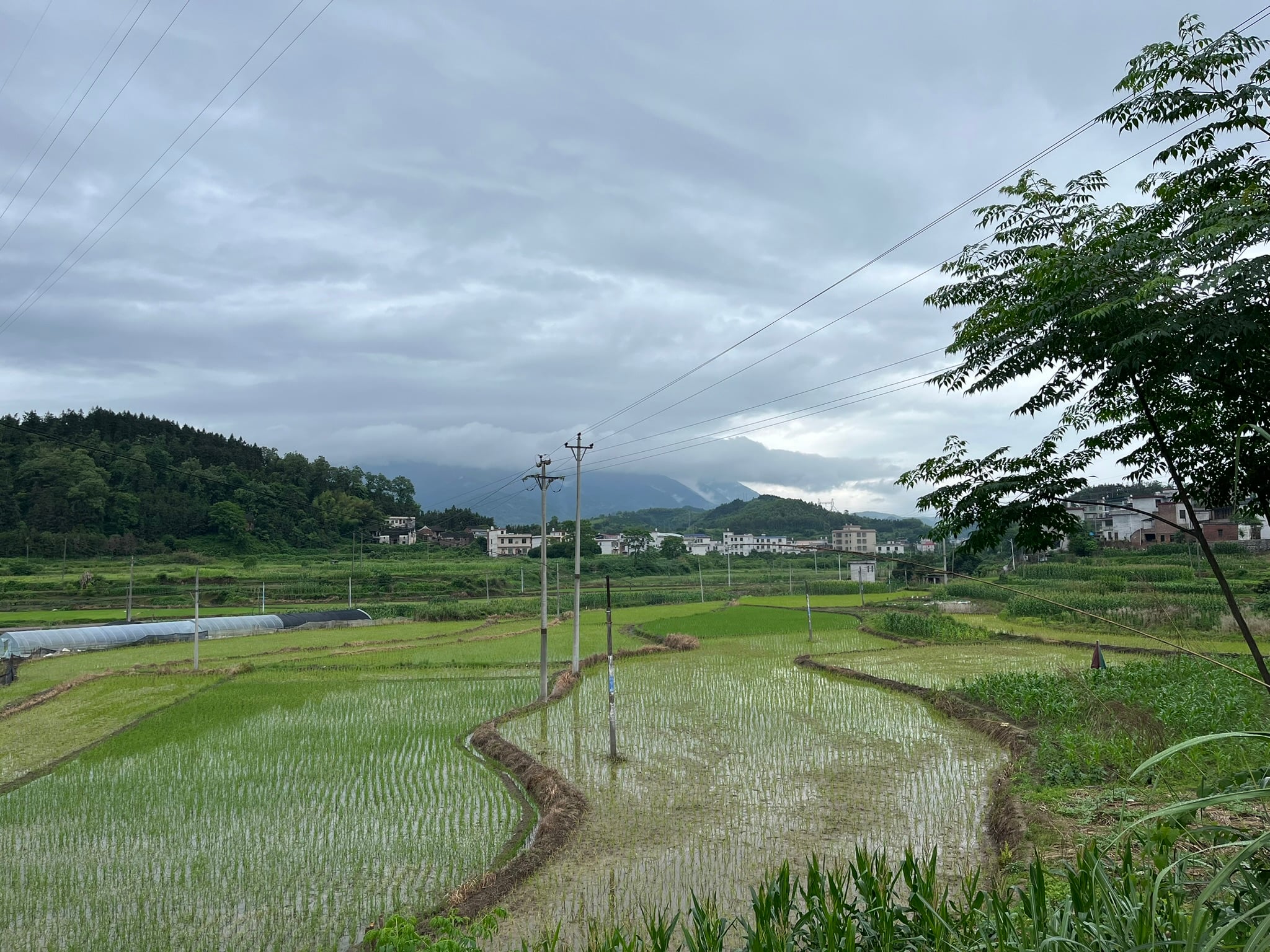 美丽的田野