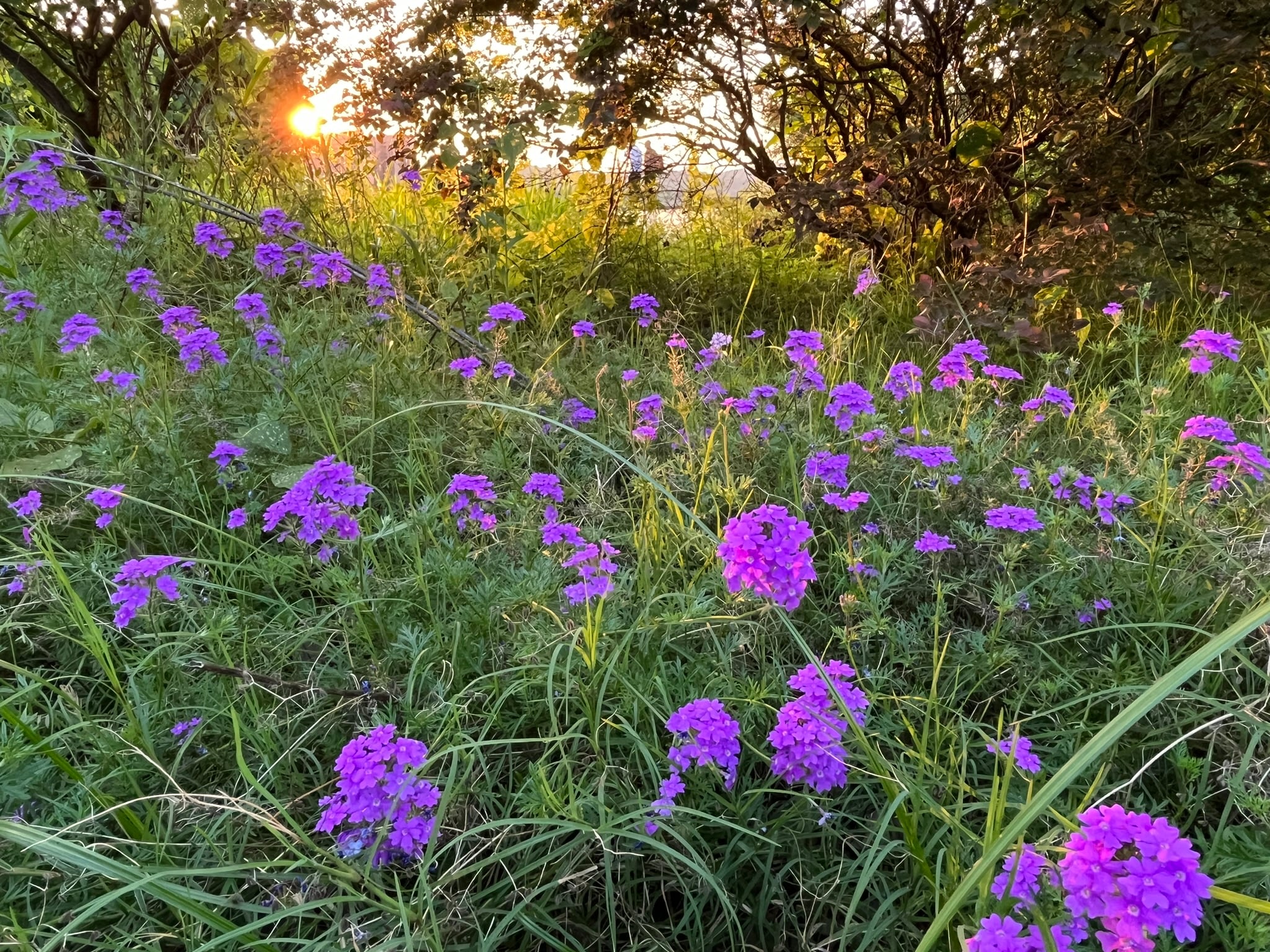 不知名的花