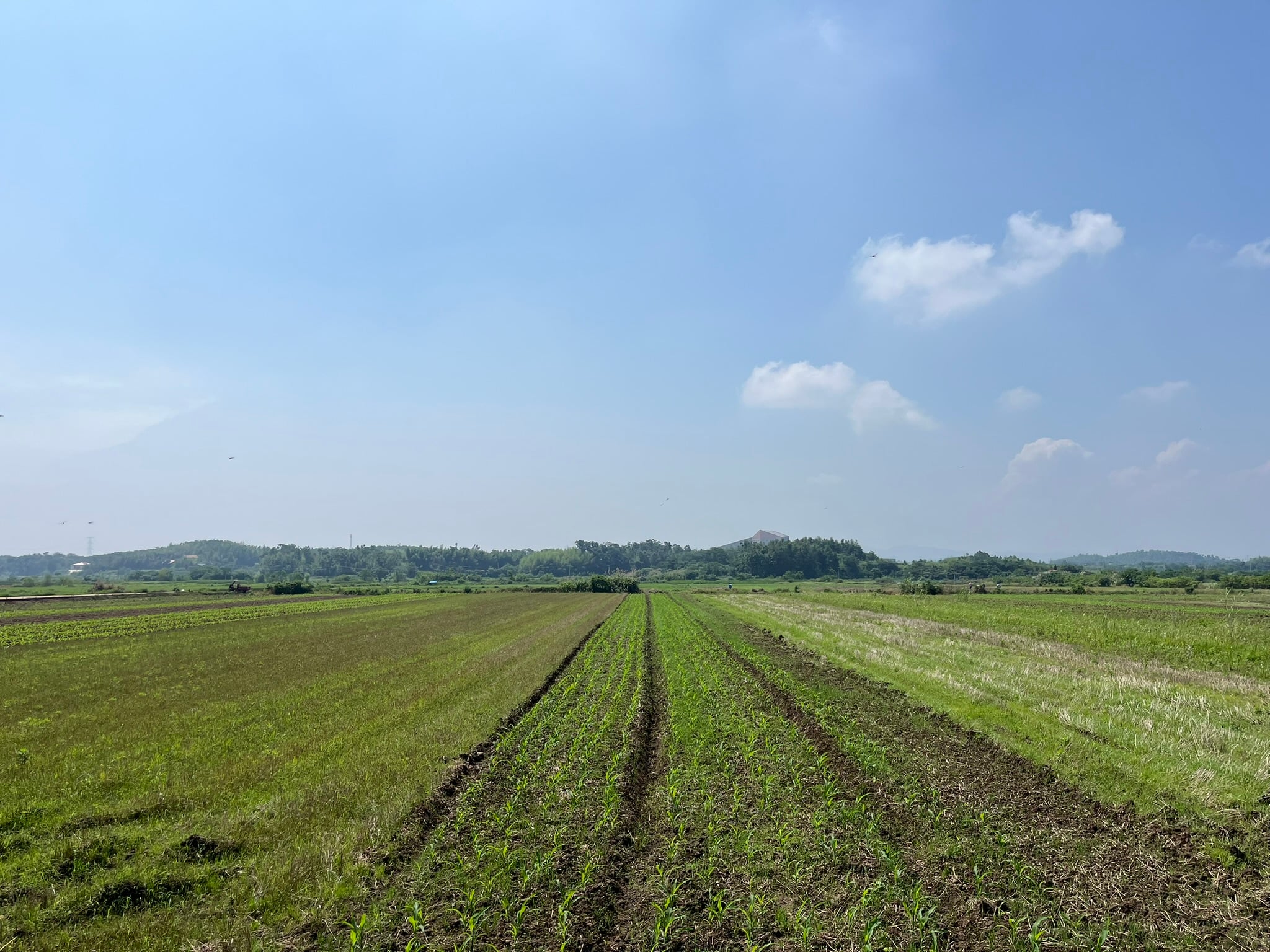 田野